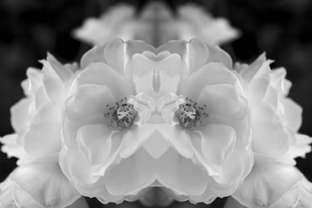 Twin Rose 1 by Anita Vincze art print