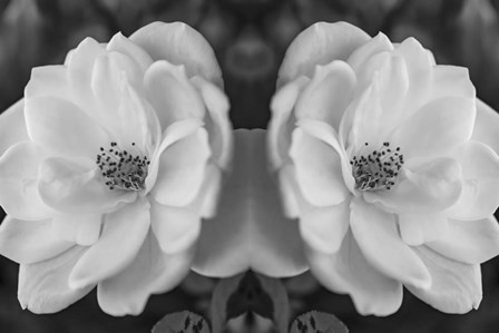 Twin Rose 26 by Anita Vincze art print