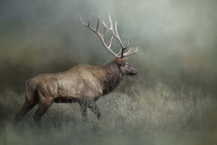 Meandering by Jai Johnson art print