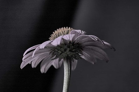 Echnachia 2 by Lori Hutchison art print