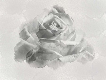 White Rose by Lori Hutchison art print