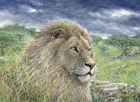 Lion by Jeff Tift art print