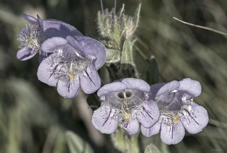 Enter the Badlands 2 by Gordon Semmens art print