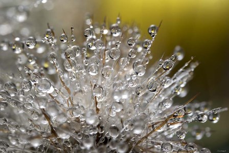 Cactus Flowers 5 by Gordon Semmens art print