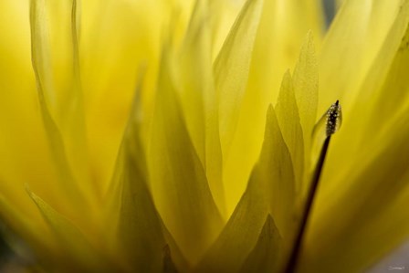 Cactus Flowers 18 by Gordon Semmens art print