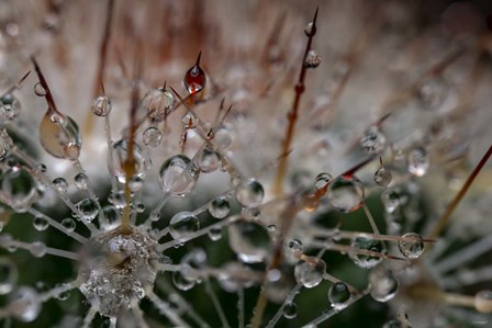 Cactus Flowers 19 by Gordon Semmens art print