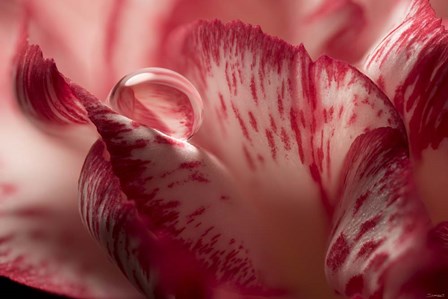 Dew Drops Macro 2 by Gordon Semmens art print