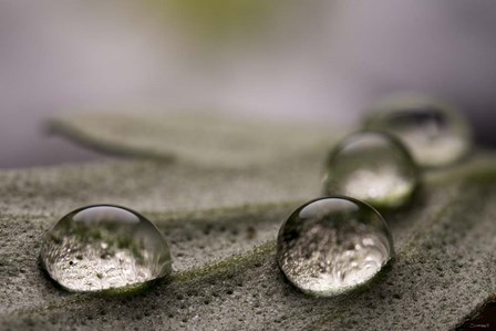 Dew Drops Macro 8 by Gordon Semmens art print