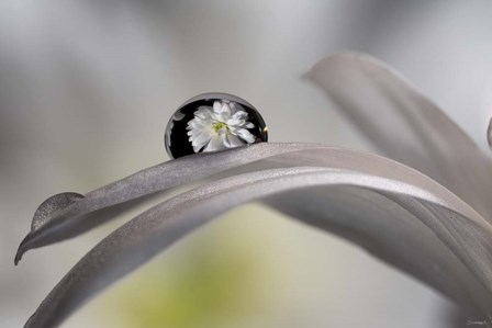 Dew Drops Macro 10 by Gordon Semmens art print