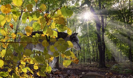 Autumn Shadows by Gordon Semmens art print