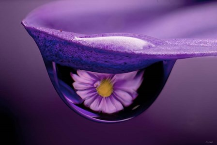 Water Drops 4 by Gordon Semmens art print