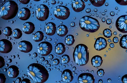 Window Drops 6 by Gordon Semmens art print