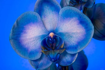 Red, White and Blue Orchid 4 by Gordon Semmens art print