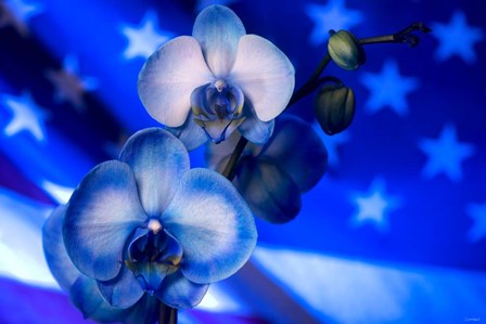 Red, White and Blue Orchid 9 by Gordon Semmens art print