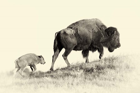 Badlands Antique 6 by Gordon Semmens art print