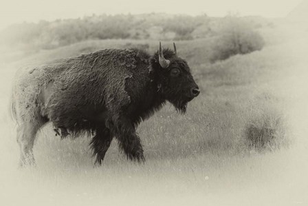 Badlands Antique 12 by Gordon Semmens art print