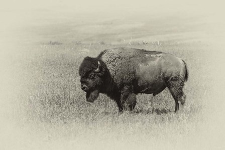 Badlands Antique 13 by Gordon Semmens art print