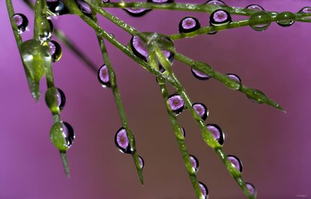 5 Ultra Macro by Gordon Semmens art print