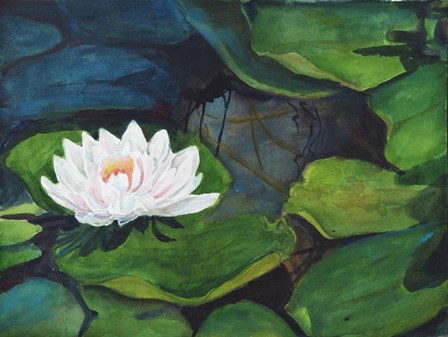 White Waterlily by Joanne Porter art print