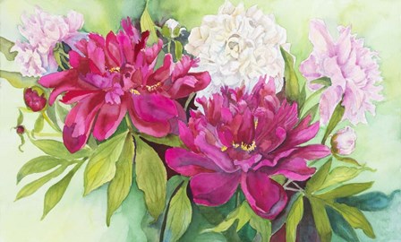 Three Colors of Peonies by Joanne Porter art print