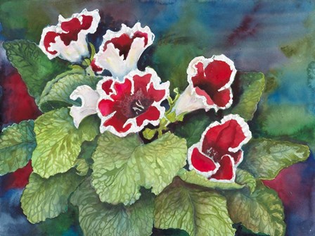 Red and White Gloxinia by Joanne Porter art print