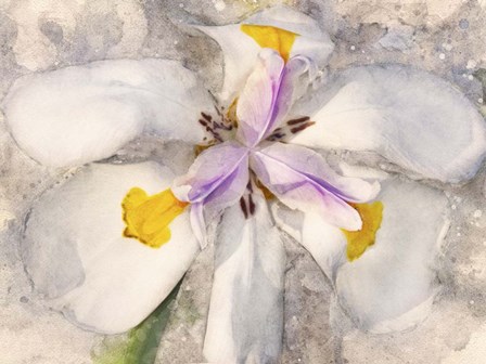 Playful Petals II by Leda Robertson art print