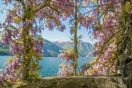 Wisteria and Mountains - Lago di Como by Brooke T. Ryan art print