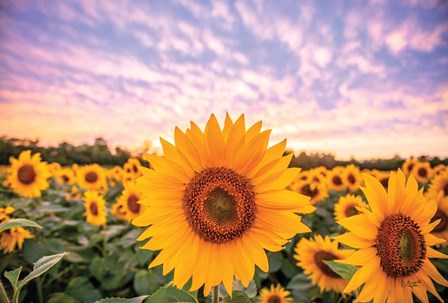 Sunflower Sunset by Donnie Quillen art print