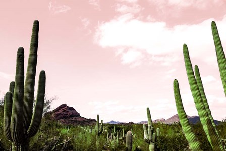 Cactus Landscape Under Pink Sky by Bill Carson Photography art print