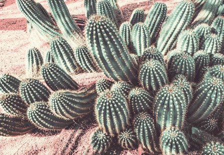Cactus Muted Burst by Bill Carson Photography art print