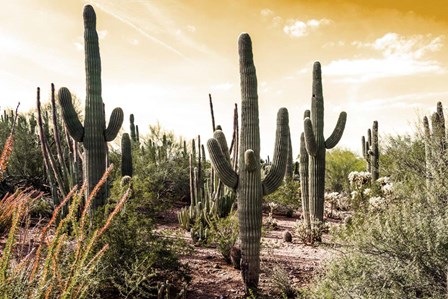 Cactus Field Under Golden Skies by Bill Carson Photography art print