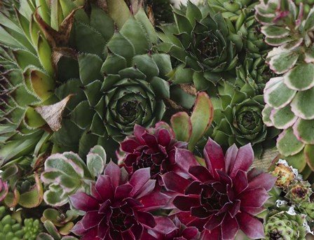 Succulent Garden by Tina Lavoie art print