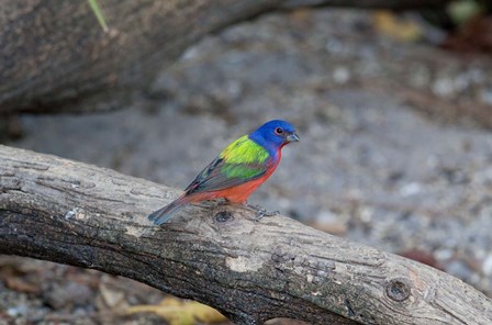 Painted Bunting by Dick Petrie art print