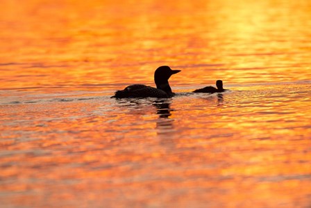 Sunset Loons by Dick Petrie art print