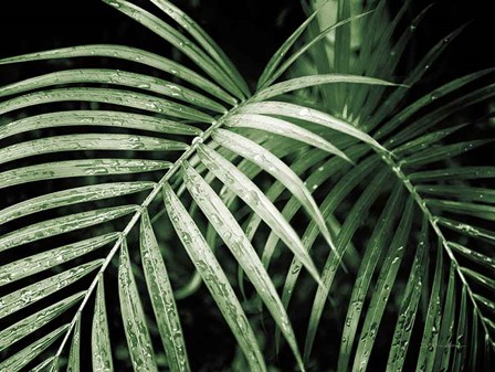 Palm Fronds Green by Debra Van Swearingen art print