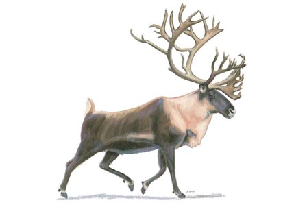 Northern Wild IV by James Wiens art print