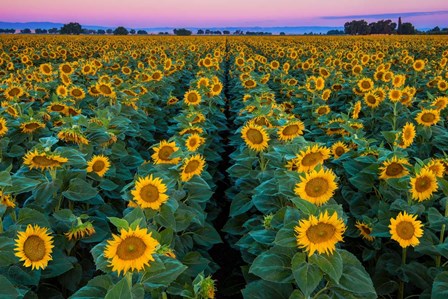 Dawn Sunflowers by John Gavrilis art print