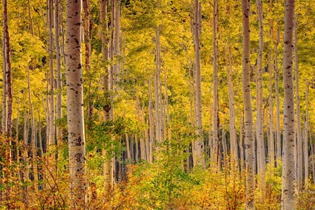 Independence Pass by John Gavrilis art print