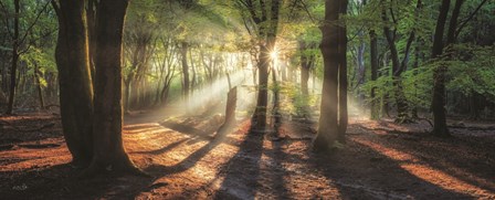 Sun Rays in the Forest I by Martin Podt art print