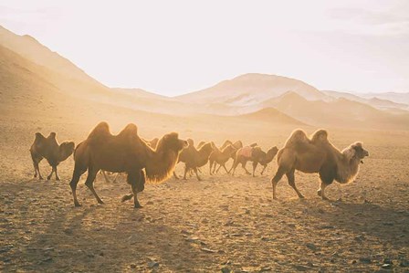 Camels on the Move by Aledanda art print