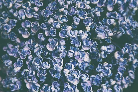 Lilac Closeup by Aledanda art print