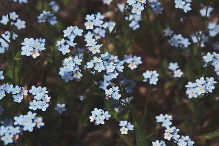 Forget Me Nots I by Laura Marshall art print