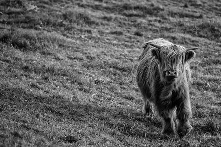 Highland Cow Calf in the Wind by Nathan Larson art print