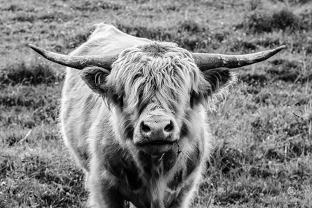 Highland Cow Staring Contest by Nathan Larson art print