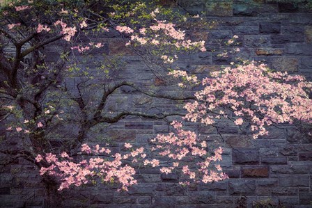 Dogwood in Pink by George Cannon art print