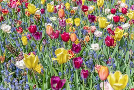 Kuekenhof Tulips I by Richard Silver art print