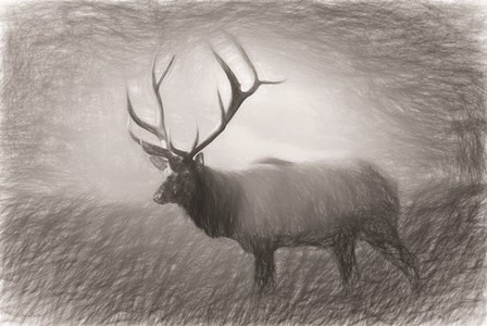 Bull Elk Sketch by Lori Deiter art print