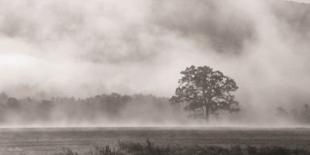 Old Oak in Fog by Lori Deiter art print