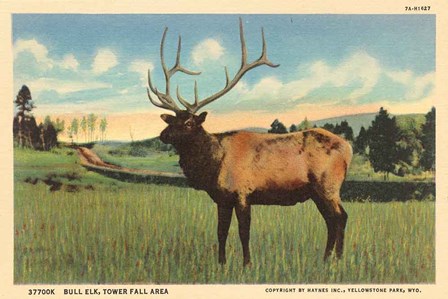 Elk I Crop by Wild Apple Portfolio art print