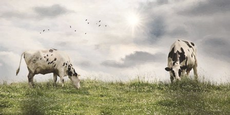 Grazing Dairy Cattle by Lori Deiter art print